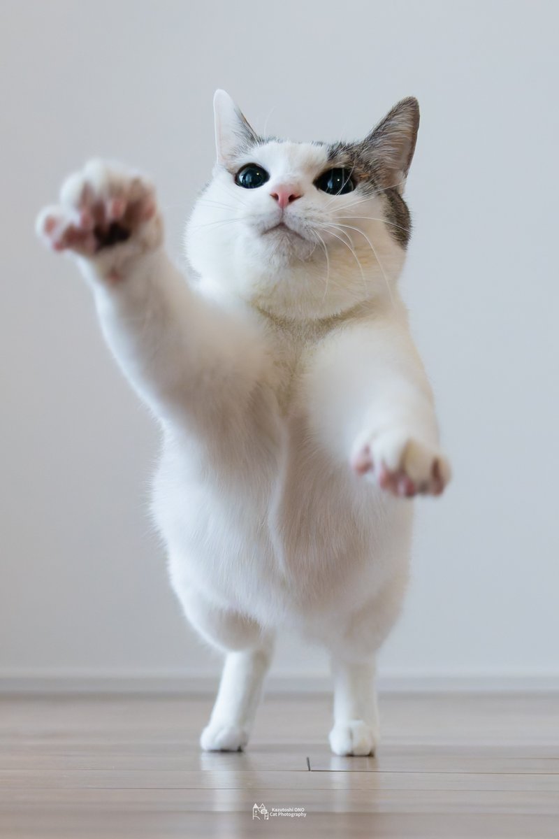 豆ねこ

#ねこ #cats #猫好きさんと繋がりたい #猫好き #catlover #東京カメラ部