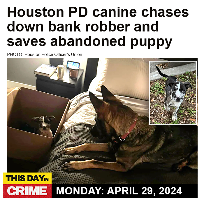 And the award for most heart-warming #crimenews story of the year goes to...

Check out today's episode wherever you listen to podcasts. #dogs #policedogs #news #crime