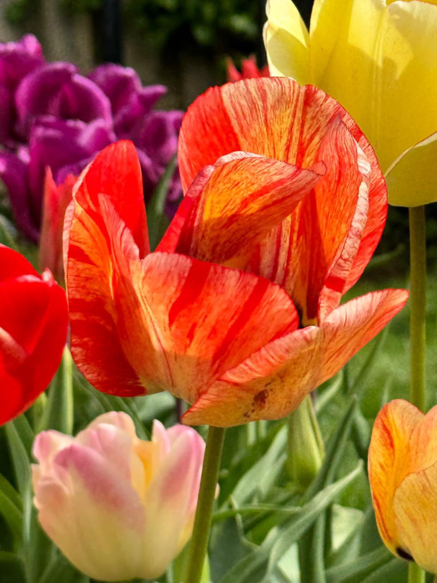 It’s all about the tulips <a href="/GardensHour/">GardensHour</a>
