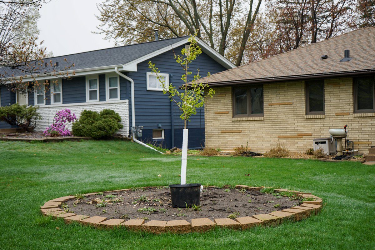 Public Works staff were out today, April 29, delivering trees to residents who participated in our 2024 Arbor Day Tree Sale. This year, 57 trees were purchased, which will help diversify the urban canopy in Columbia Heights. #ColumbiaHeightsMN