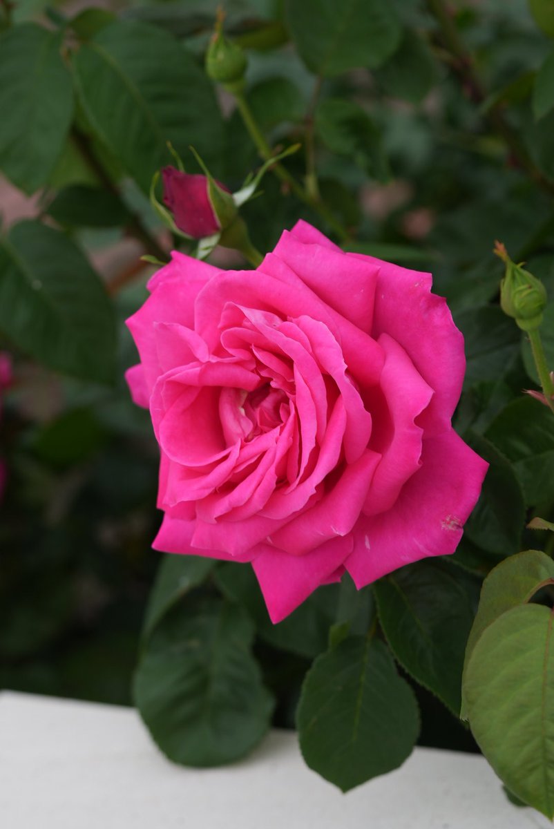 おはようございます！ ＋4213
Good morning my friends ！ 

『#マリアカラス』 #MariaCallas

今日も薔薇をお届け♪ (2024.4.27撮影) 

深いローズピンク♪質感のある花弁
オペラ界の伝説の歌姫の名に由来。

France Delbard 1965年作出
#大野町バラ公園　にて