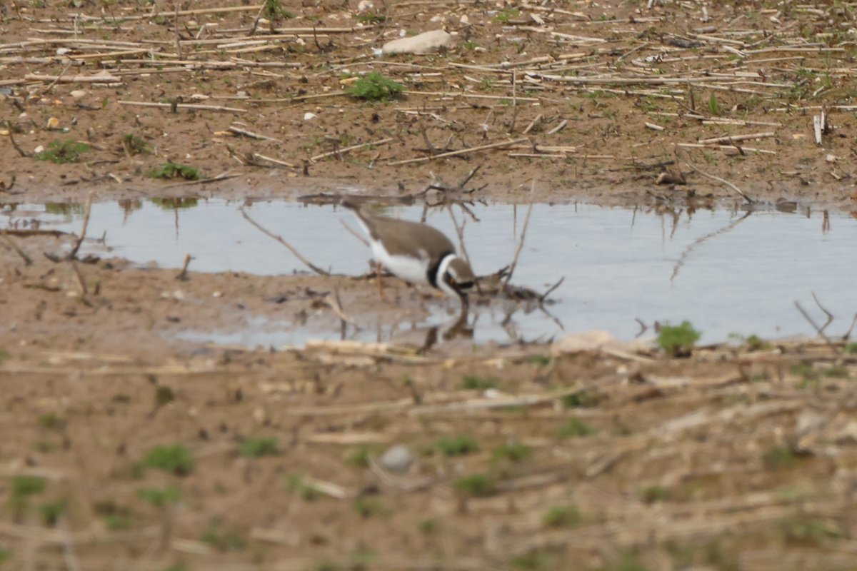 Walk round a windy North Cave Wetlands today : Mr & Mrs Bullfinch, dunlin and little ringed plover. @NorthCaveWet @NorthCaveBirder @YorksWildlife #BirdsSeenIn2024