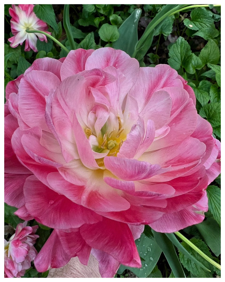 Isn’t this peony tulip a stunner? I can’t provide the name as my mom brought back sacks of bulbs from a trip to the Netherlands but didn’t worry about the names 🤷 #bloomingnow #inmygarden #tulips