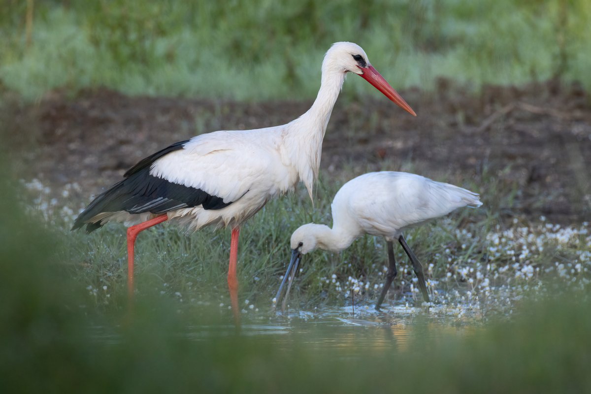 White Stork and Spoonbill
Alentejo, Portugal