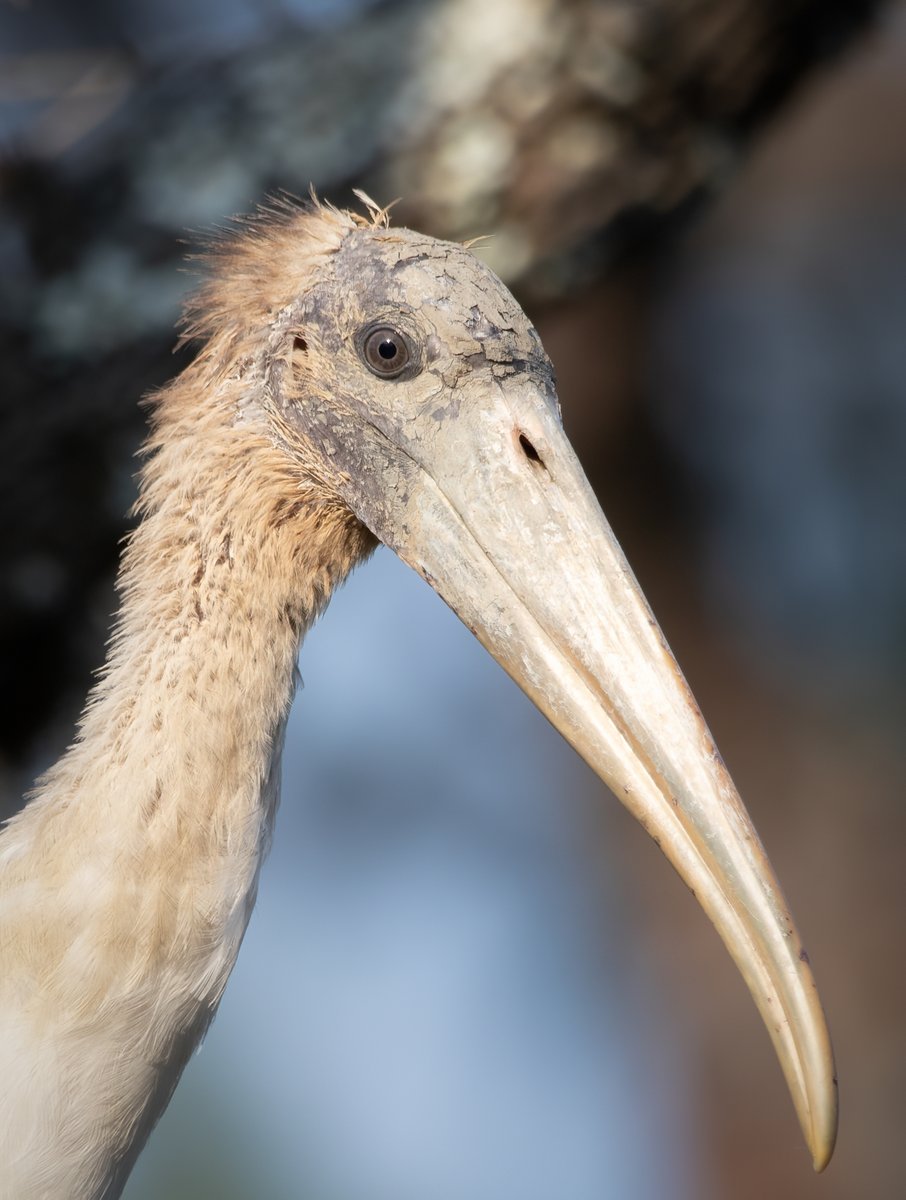 Sweet young Wood Stork.