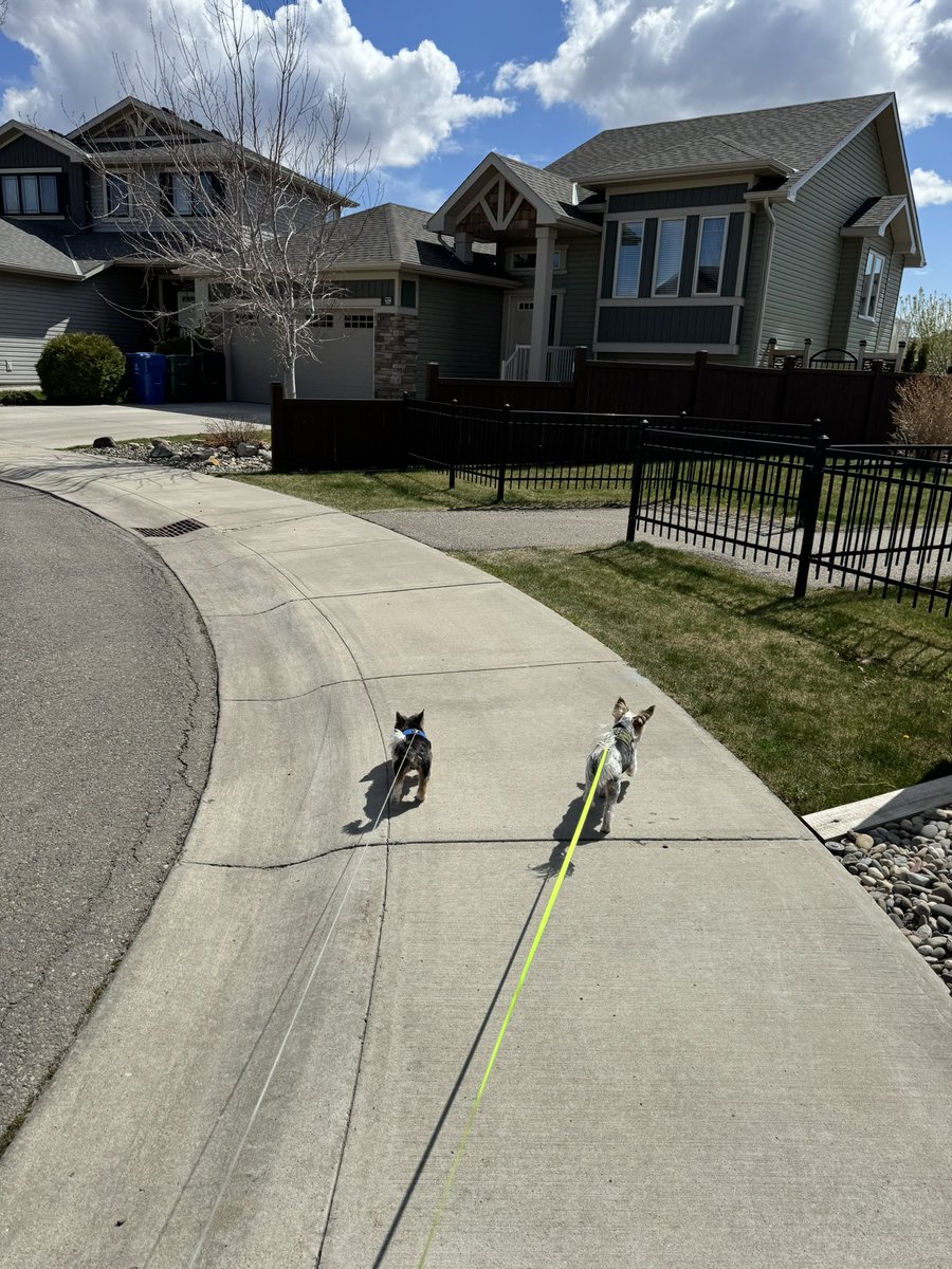 Gio & Harley out for a walk 🦮🐾🫶🏼🥰 #walkies