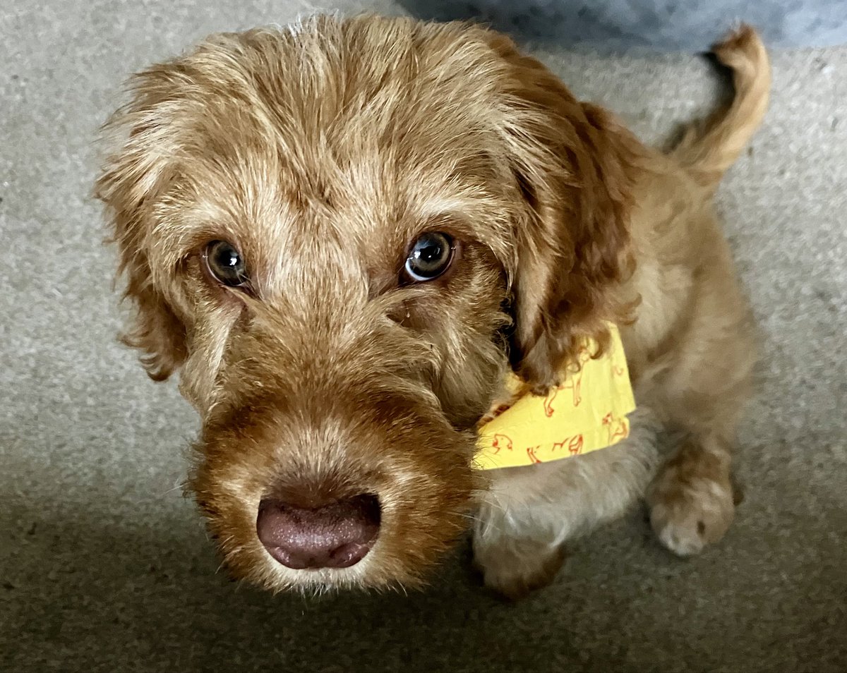 30 days until #3peaks for #brickfieldsbigbuild so we’d like to introduce a new team member of <a href="/WoggleAdventure/">Woggle Adventures</a>- Saffie or Woggle Dog! <a href="/1stCFScoutGroup/">1st Chandler's Ford Scout Group</a> <a href="/HampshireScouts/">Hampshire Scouts</a> <a href="/GirlguidingSWE/">Girlguiding SWE</a> #adventuredogs #NeverGiveUp #dosomethingamazing