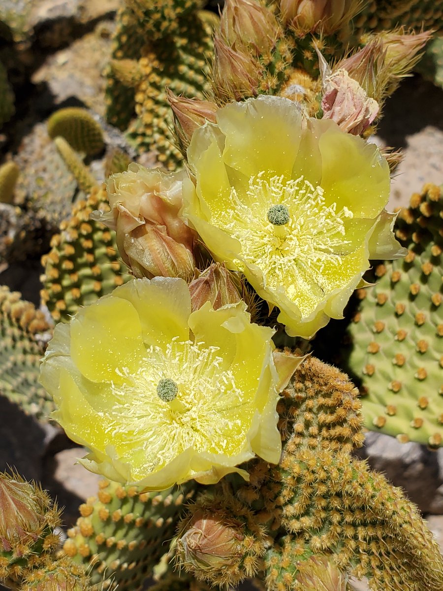 #ChihuahuanDesert today. House Finch on ocotillo branch; moon in ocotillo; ocotillo blossoms; Bunny Ears Cactus flowers.