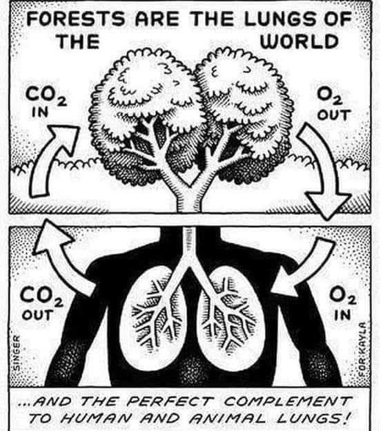 Forests are the lungs of the World and a compliment to human and animal lung. Don’t Believe the Climate Scam. @1GaryBernstein @BrentComstock1 @BasedSolutions1 @Bellamari8mazz @HappyDays1776 @cali_beachangel @77HERCULES77 @helen44767171 @RachelNoahide @bulldog_spirit2