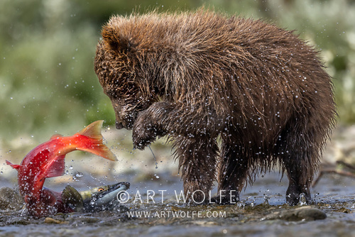 There are situations where a powerful lens is important. It allows you to step back from wildlife & get tight shots  without altering their behavior.
Canon EOS R5, RF100-500mm F4.5-7.1 L IS USM lens, f/8 for 1/3200 second, ISO 1250
events.artwolfe.com
#CanonLegend