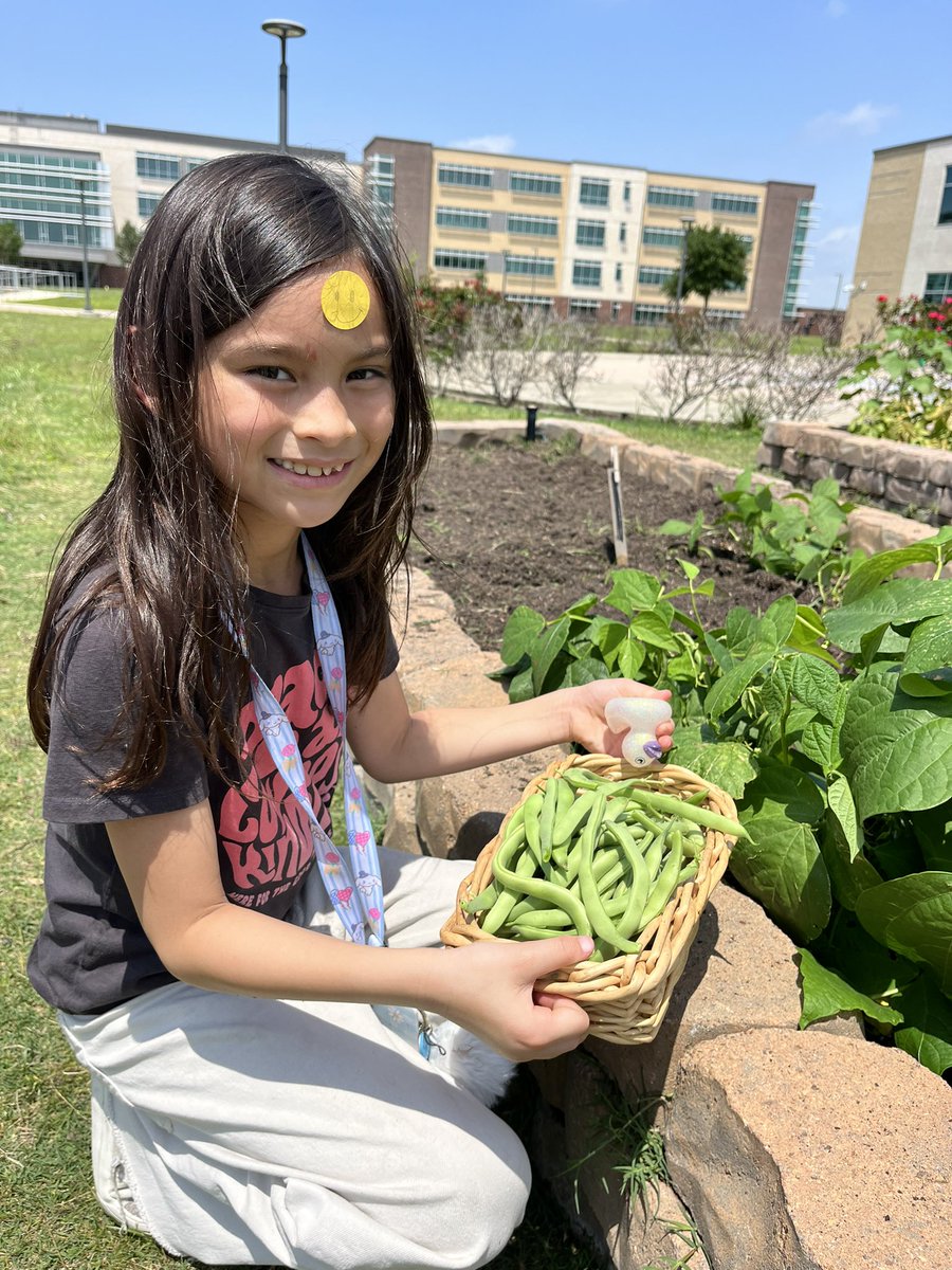 Our first 🫛green bean 🫛 #harvest of the #springplanting season!! They are quickly becoming the student favorite!! #schoolgarden #GardenDay @readygrowgarden @CyFairISD @CyFairCFisher @CFISDWellsVIPS @CFISDWells @CFISDprin @CFISDScience