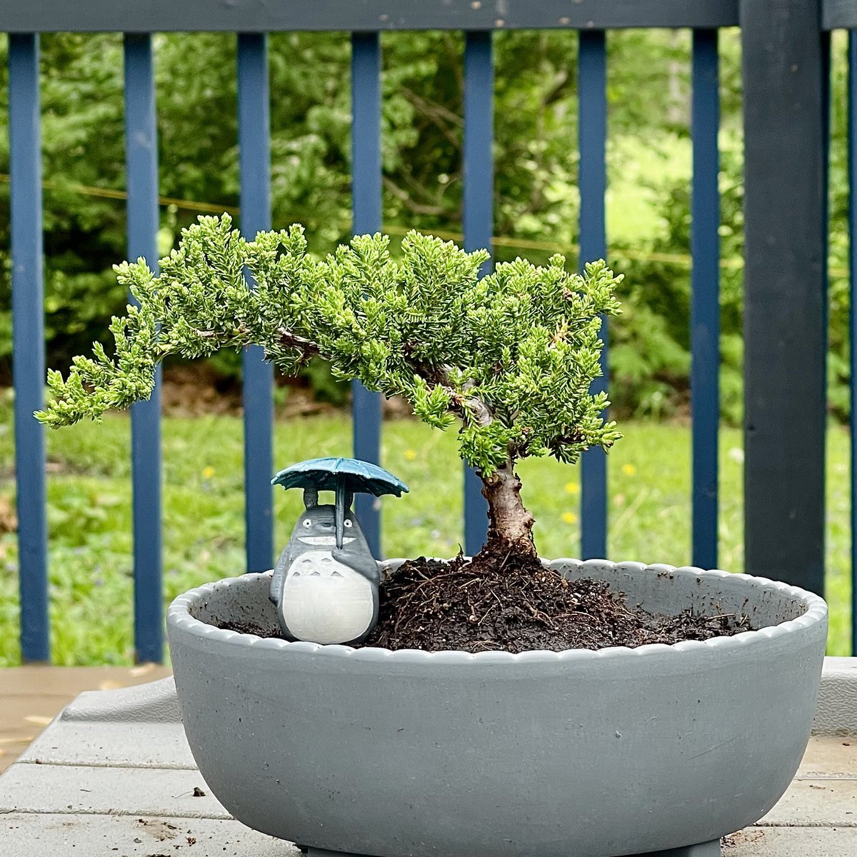 A more appropriate pot and a little Totoro I made to live under the bonsai. ❤️🥲