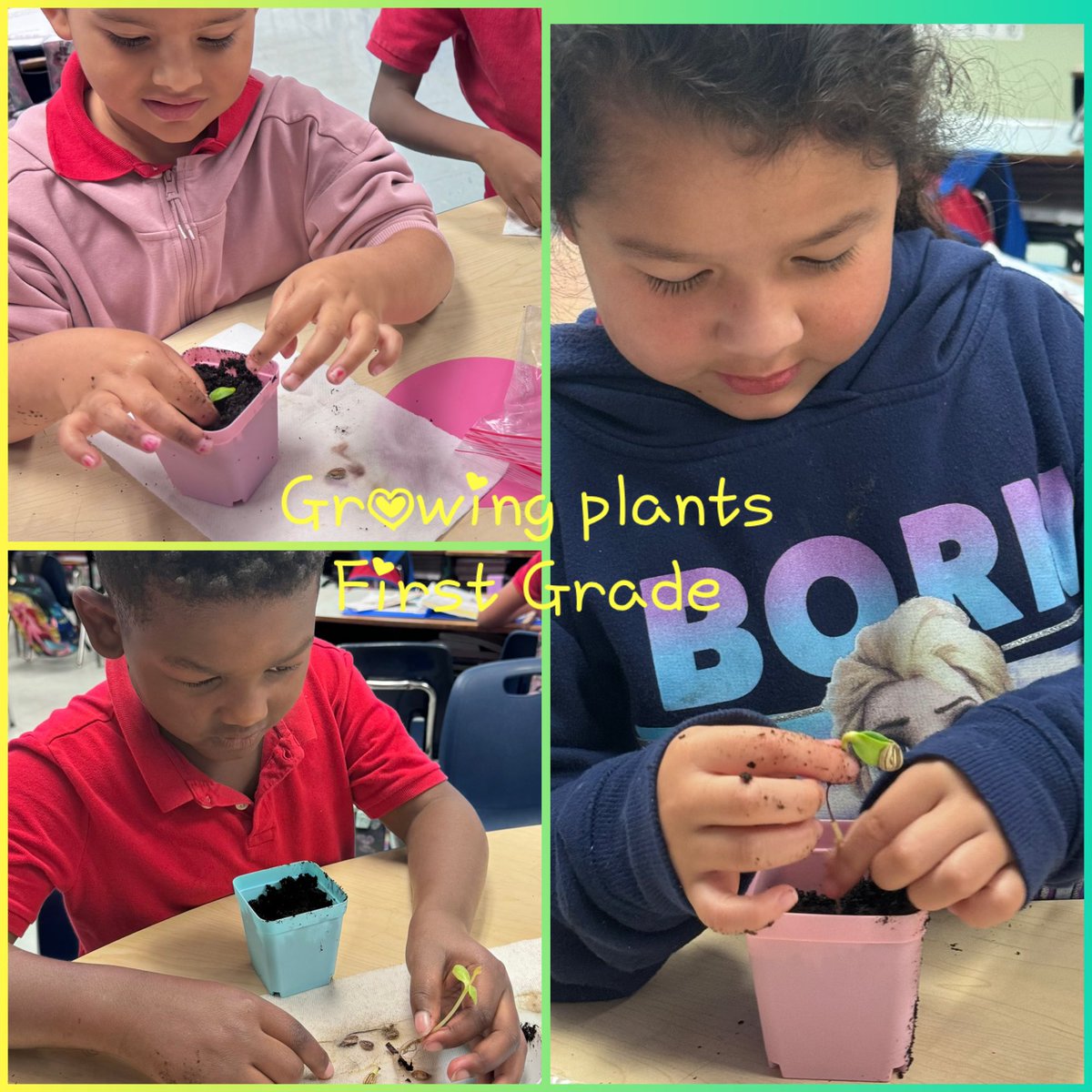 Planting our seeds in first grade! #peskoek-8 #bearnation🐻 #peskoepride❤️ #YourBestChoiceMDCPS
#wherethemagichappens✨
#togetherweareafamily
#surfingthewaveofsuccess🌊 @MDCPSSouth @MDCPS @SupDotres