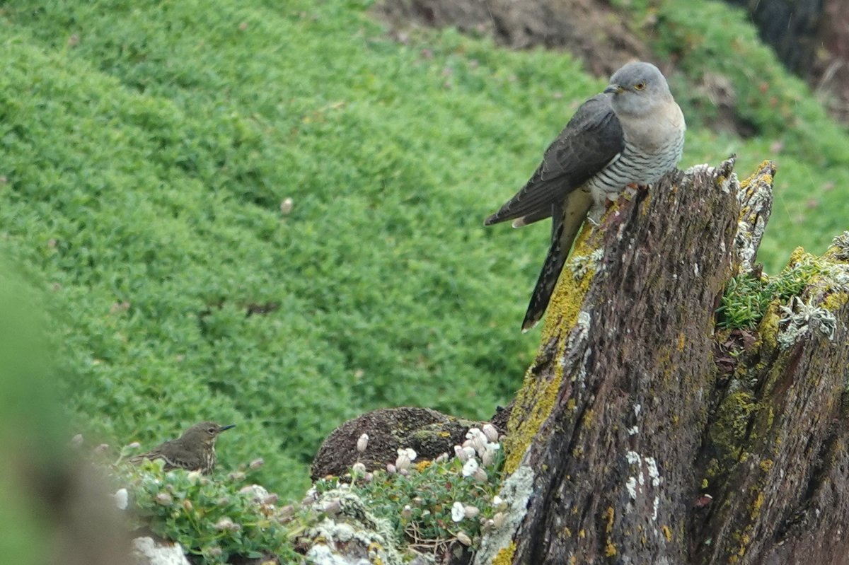What was only the second Cuckoo of the spring was exciting the Rock Pipits along the north coast cliffs