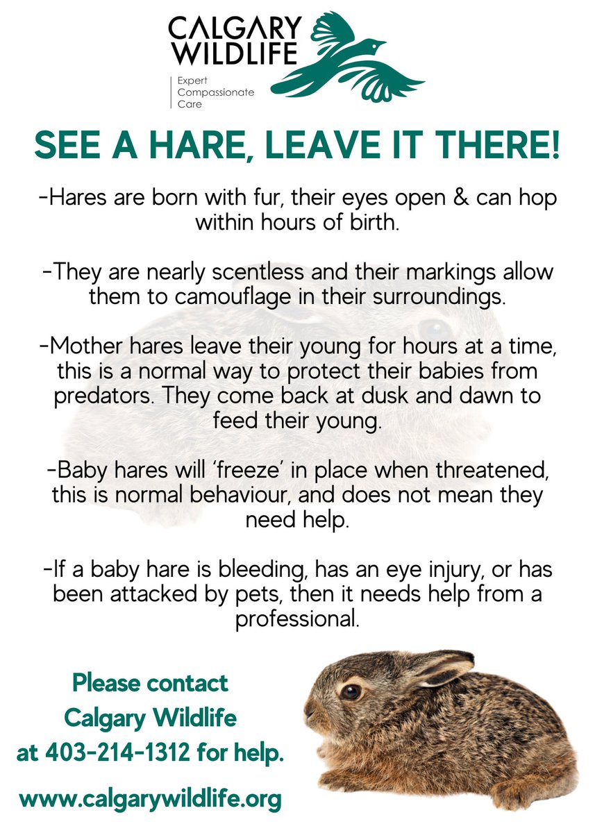 -Mom comes back at dusk/dawn to feed her babies, this is normal. Unless visibly injured, please leave baby hares alone. The worst situation is having uninjured hares in care, and a mother hare coming back to feed her babies, only to find they're gone.