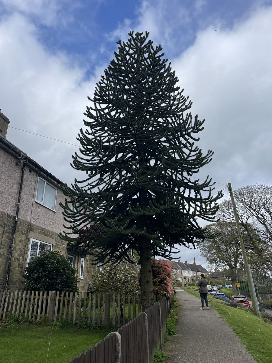 @campbellclaret #LabourDoorstep treat in #SowerbyBridge #TreeOfTheDay 🌲🌹