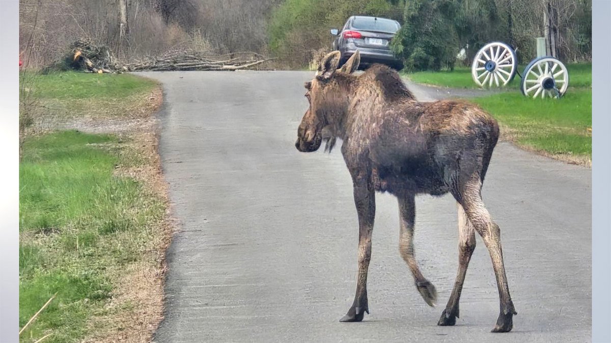 🌳 East Greenbush Police are advising residents not to come in contact with a moose wandering about the area. trib.al/KnF7lZh