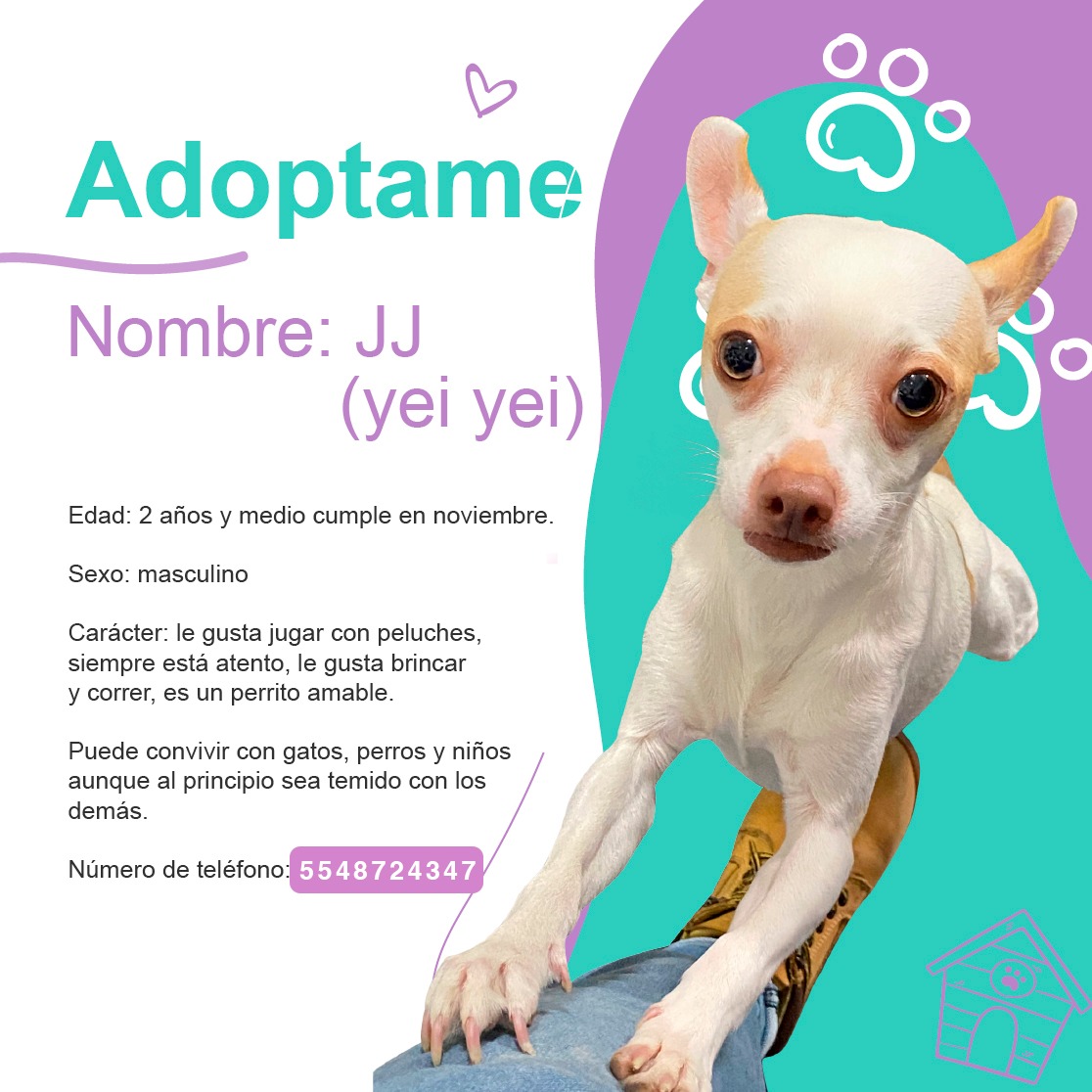 Amigos Gunther y JJ siguen en busca de familia, pueden ser juntos o separados!! #rt #AdoptaNoCompres #cdmx Wats 5548724347