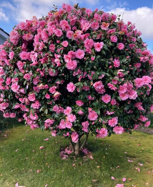 Hermosa Camelia 🌺   🌿  🌿  🌿  🌿🌸