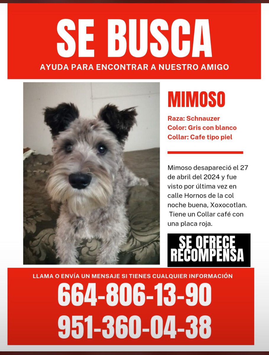 Amikes, por fa ayúdenme a encontrar a MIMOSO. Es de un amigo y está muy triste. Por favor cualquier info mándenme DM. #Oaxaca #Xoxocotlan RT