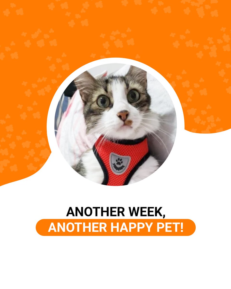 This little one looks like the cutest with his harness vest, doesn't it?🤩

You can find it available on our website royalandloyalpets.com 💻

#catmoms #catlovers #cataccessories #petshop #instapet #royalandloyalcat #cutecats #petshoponline #petstore