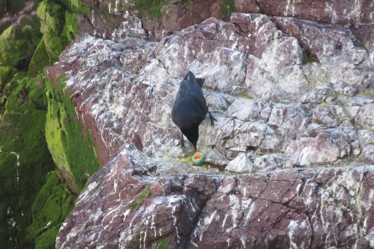 First Guillemot egg of the season - a short story…. First eggs nearly always predated as the single incubating adults are left alone and picked off by wily predators. 💥