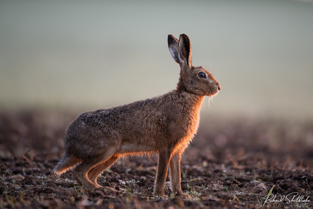 Wet hare 

This beauty just walked quite happily past me, stopping briefly to pose in the gorgeous dawn light

#sharemondays2024 #appicoftheweek #wexmondays #fsprintmonday #brownhare #dawnlight