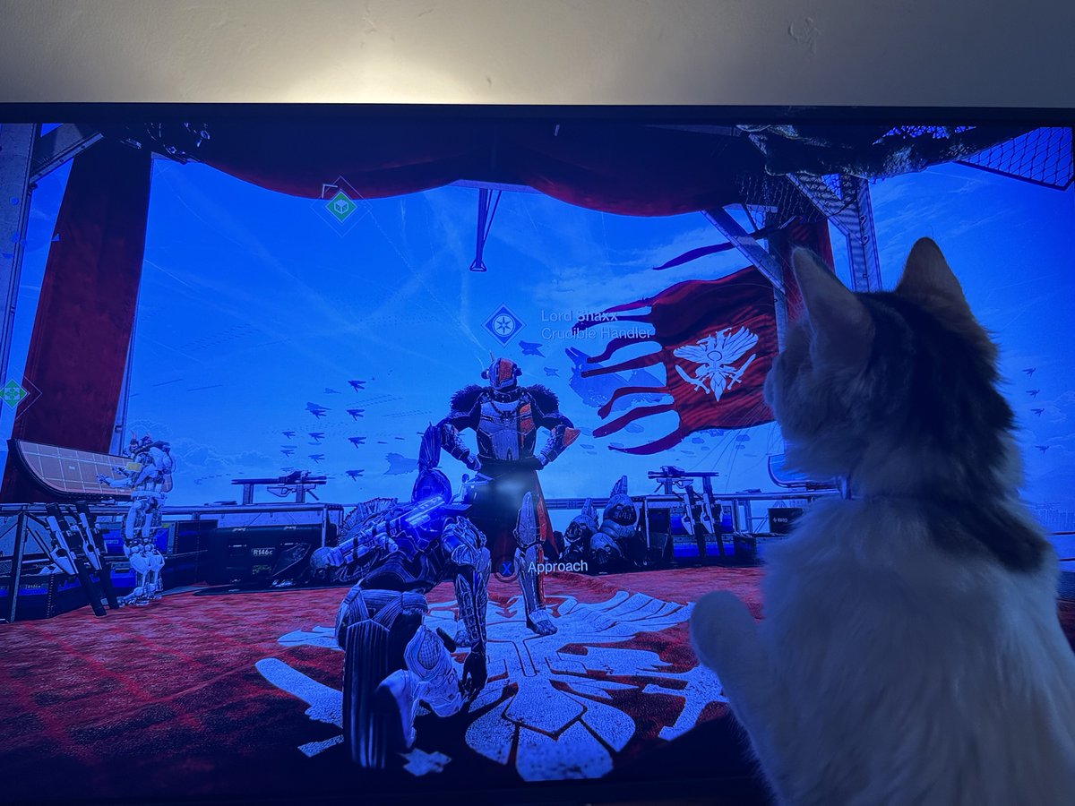 Find yourself a person that looks at you the way that my kitten looks at Shaxx… 😻 #Destiny2 #IntoTheLight