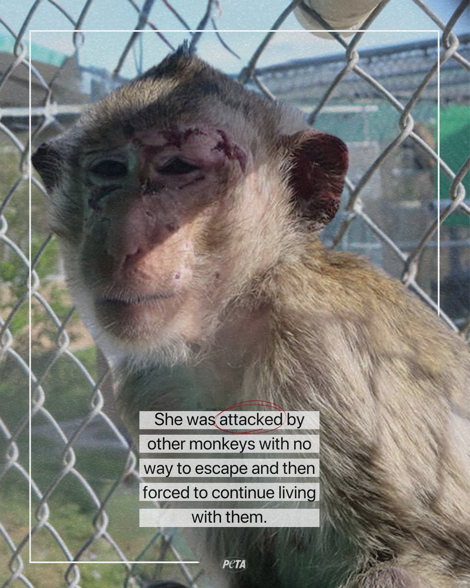 peta's tweet photo. Imagine living in constant terror, trapped in a cage with others you don’t get along with 🥺 Help monkeys like her from living a life of pain for experiments 👉 https://t.co/74od3q6aHY https://t.co/JiHPBErKAQ