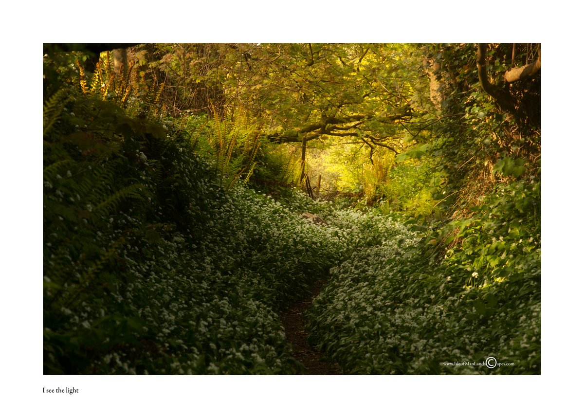 'I see the light' - Light at the end of the tunnel through the wild garlic. #ManxNature
@visitisleofman @IOMTourismTrade @BiosphereIOM