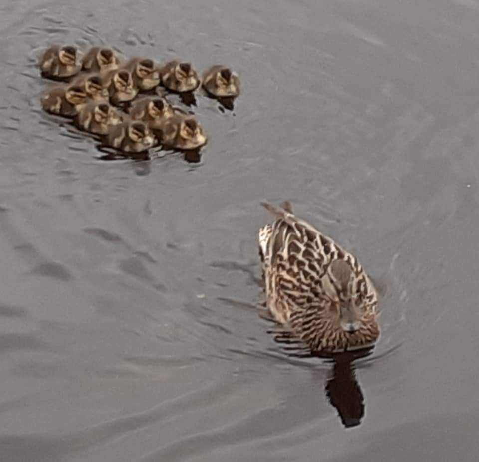 Last update! #ASM's feathered friends have been successfully released & are settling into their new home... swimmingly! 🦆 📸 Pat Lysath