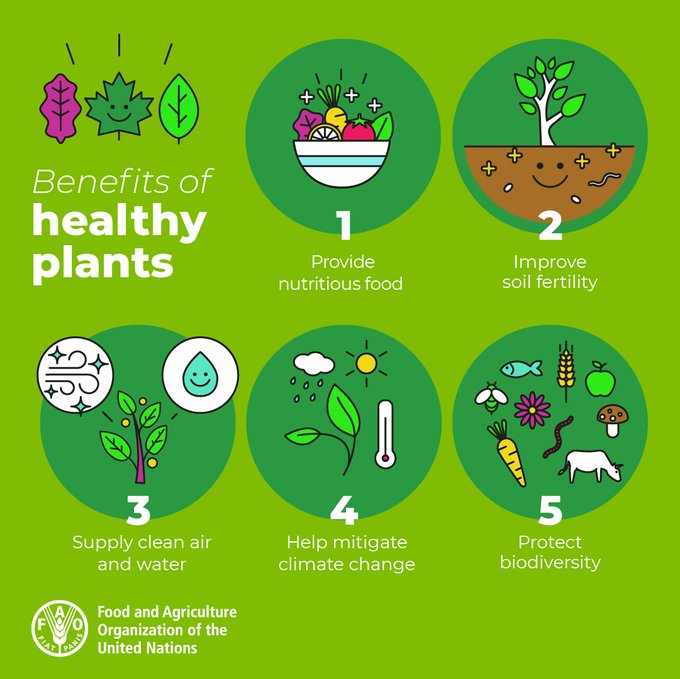 Keeping plants healthy is crucial in mitigating the devastating effects of #climatechange and #biodiversity loss. @FAO highlights 5 important reasons why we must prioritize plant health 🌱