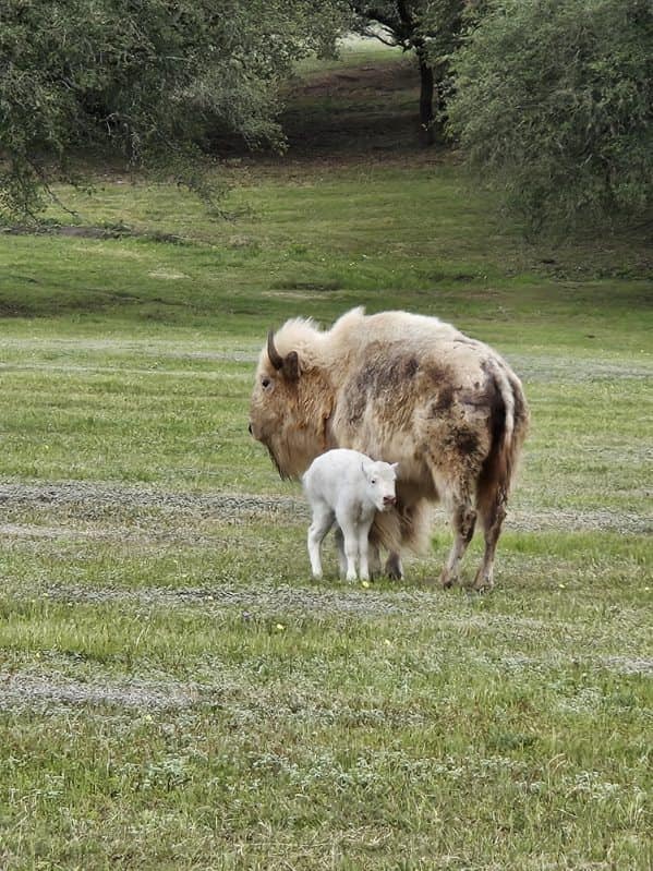 A Burnet ranch welcomed a new bundle of joy — a rare white bison calf ❤️ They named the calf “Unatsi,” the Cherokee word for snow. trib.al/NmmneBN (Photo: Carl Chambers)