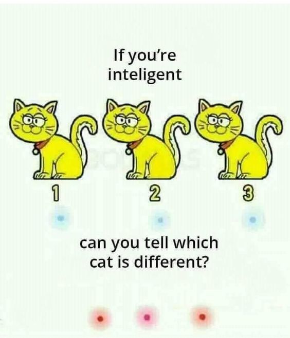Which cat is different? 1 or 2 or 3