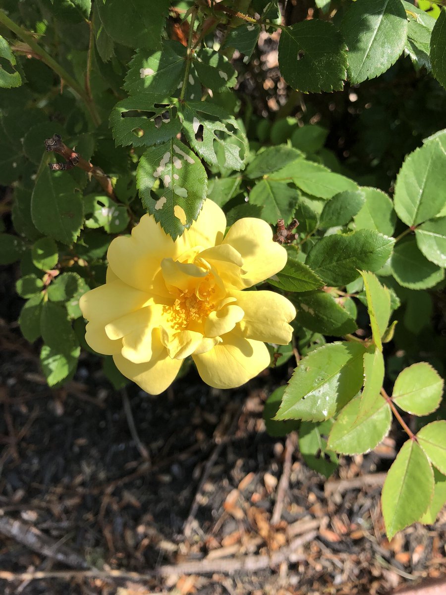 This is the first bloom of the year from my knockout rose bush. I trimmed the bush down, so I hope to get more blooms this year. #knockoutroses #yardening #flowers #greenthumb #spring #mothernature