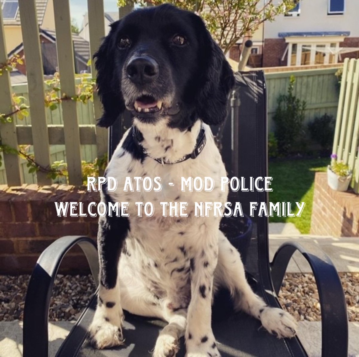 We’d love you to meet RPD Atos, who served for over 5 years with @MODPolice. Here’s his story in his owner’s words: “Atos was my explosive search dog for his entire career. He was a great search dog with lots of enthusiasm and a little squeak every time he started his…