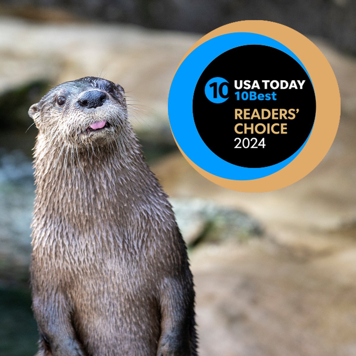 It's time to vote! 🥇 bit.ly/Vote-The-Flori… We have been named in USA Today's 2024 Readers' Choice awards and we need your help to rise to the top! Share your love for The Florida Aquarium by voting once per day now through Monday, May 13 at 11:59am EST.