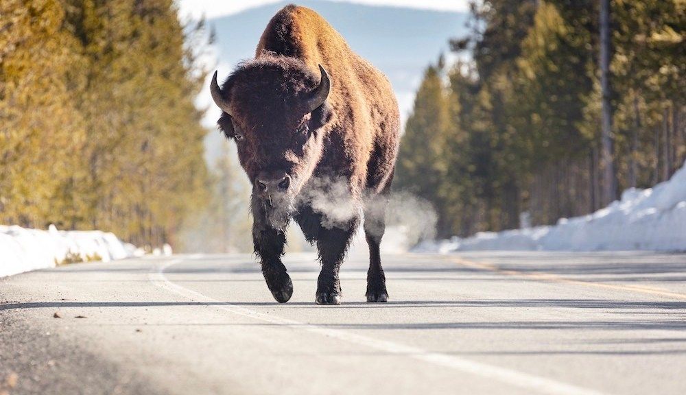 'Disorderly' Yellowstone tourist arrested after skirmish with bison ftw.usatoday.com/2024/04/disord…
