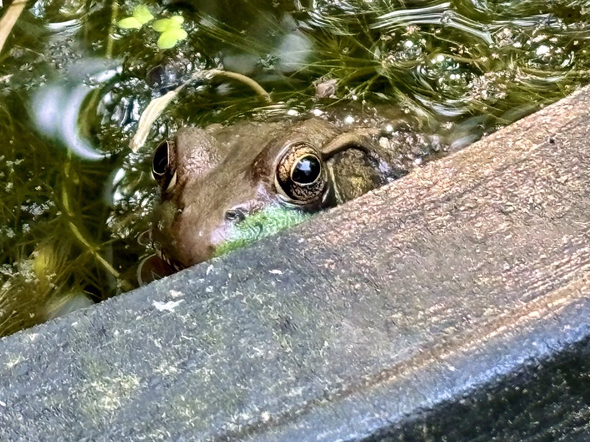 The yard is full of hungry baby bird sounds so Frog is keeping a low profile… you don’t become big Frog in the pond by ignoring your surroundings