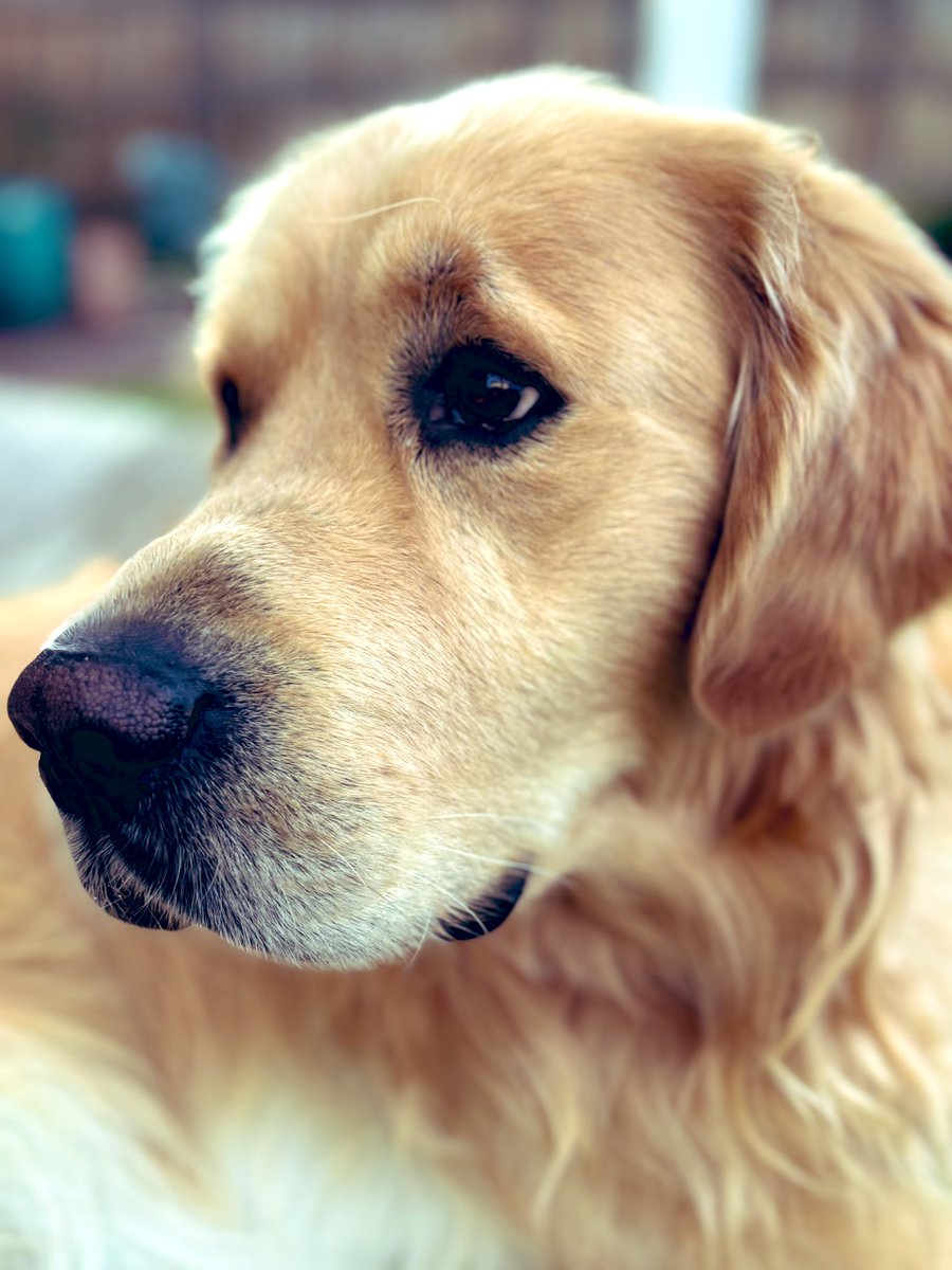 Am I a handsome boy? (openly fishing for compliments here) 🤣 #handsome #dogs #goldenretrievers