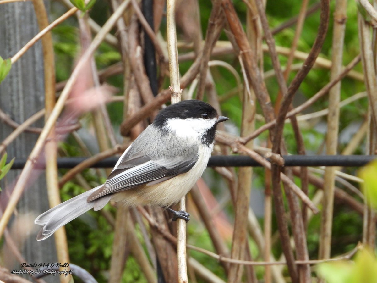 Black capped chickadee