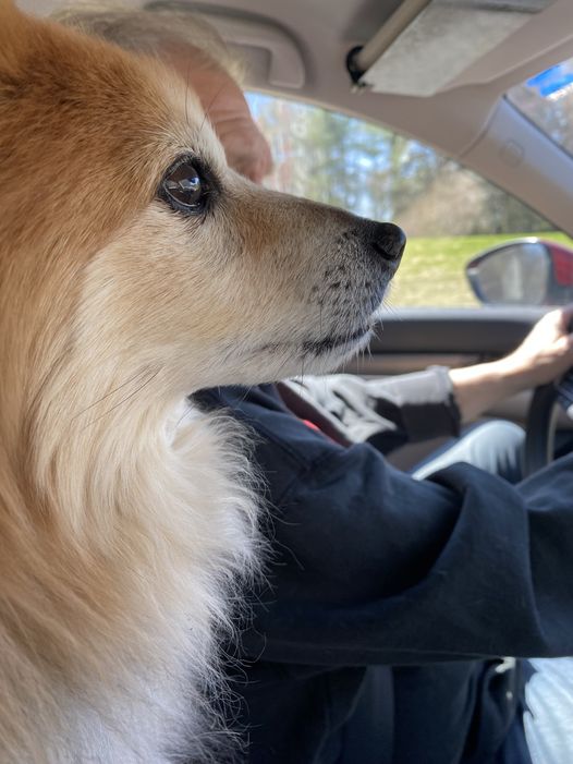 Our sweet Duncan, co piloting a drive up north. We adopted him 12 years ago, he was found in Va., no papers, they guessed his age as 2, so 14 now, we still call him our little boy. On the way home 1 am, he put his head on my leg, made the 150 mile trip a delight.