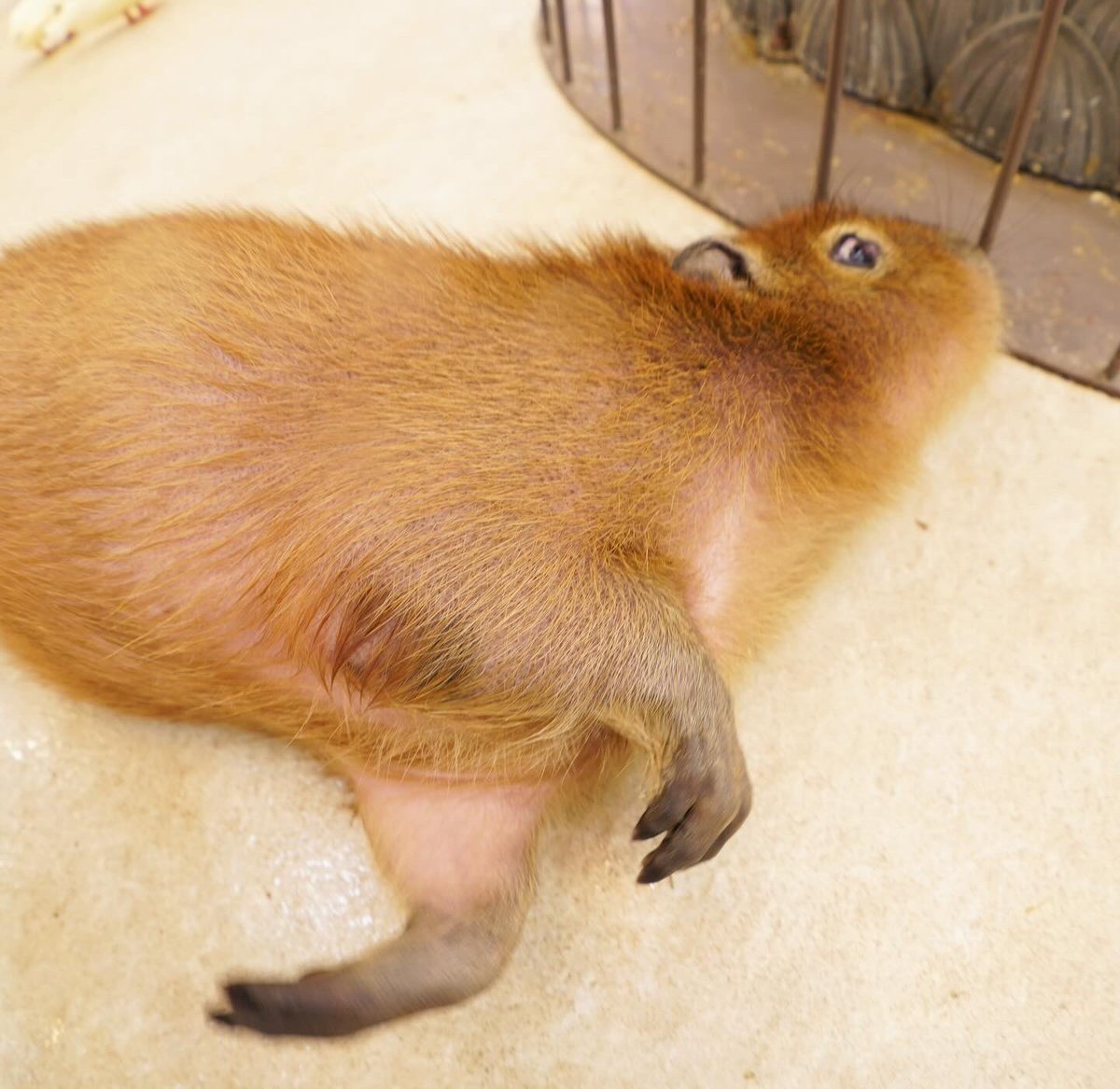 capybaracamera tweet picture