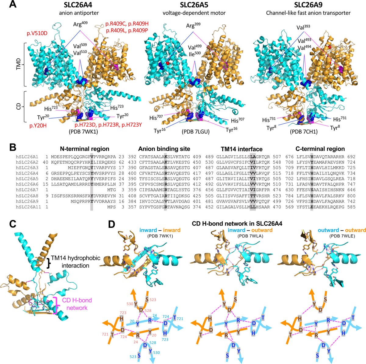 New in JBC press: 'The molecular principles underlying diverse functions of the SLC26 family of proteins.' Learn more: jbc.org/article/S0021-…