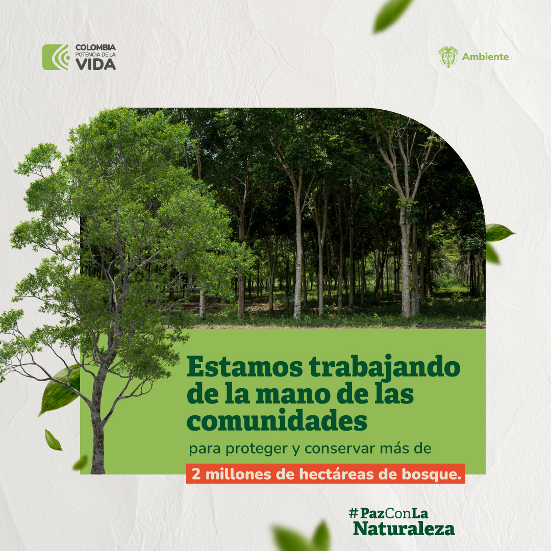 En el Día Nacional del Árbol, nuestro aporte es con el programa de núcleos de Desarrollo Forestal; así salvamos al bosque de la deforestación y estamos construyendo la #PazConLaNaturaleza