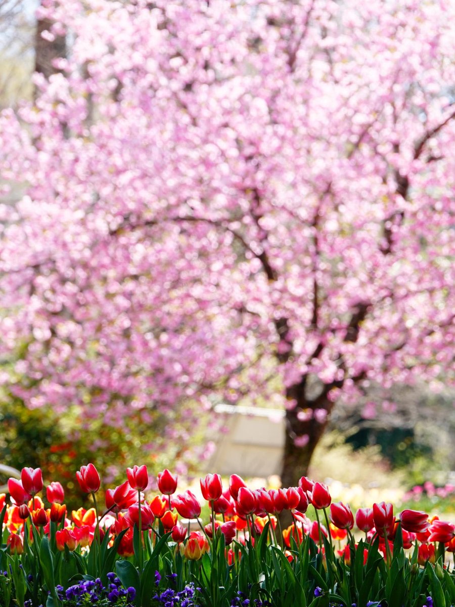 とっとり花回廊チューリップまつり（5/6まで）
#とっとり花回廊 #花 #はな
#日本最大級フラワーパーク
#flower　 ＃花回廊2024春
#マイナスイオン #メルヘン
#花の写真 #はなまっぷ
#花回廊チューリップ
#flowerstagram #beautiful
#daily_photo #nipponpic
#tottori #南部町
#tbaチューリップ2024