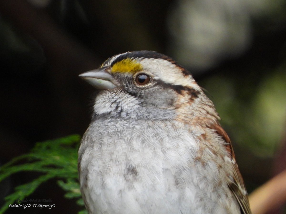 White throated sparrow