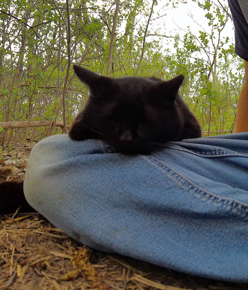 Blackie needed a nap after dinner. I guess I live here now. Please forward my mail. #CommunityCats #StrayCats #TNR