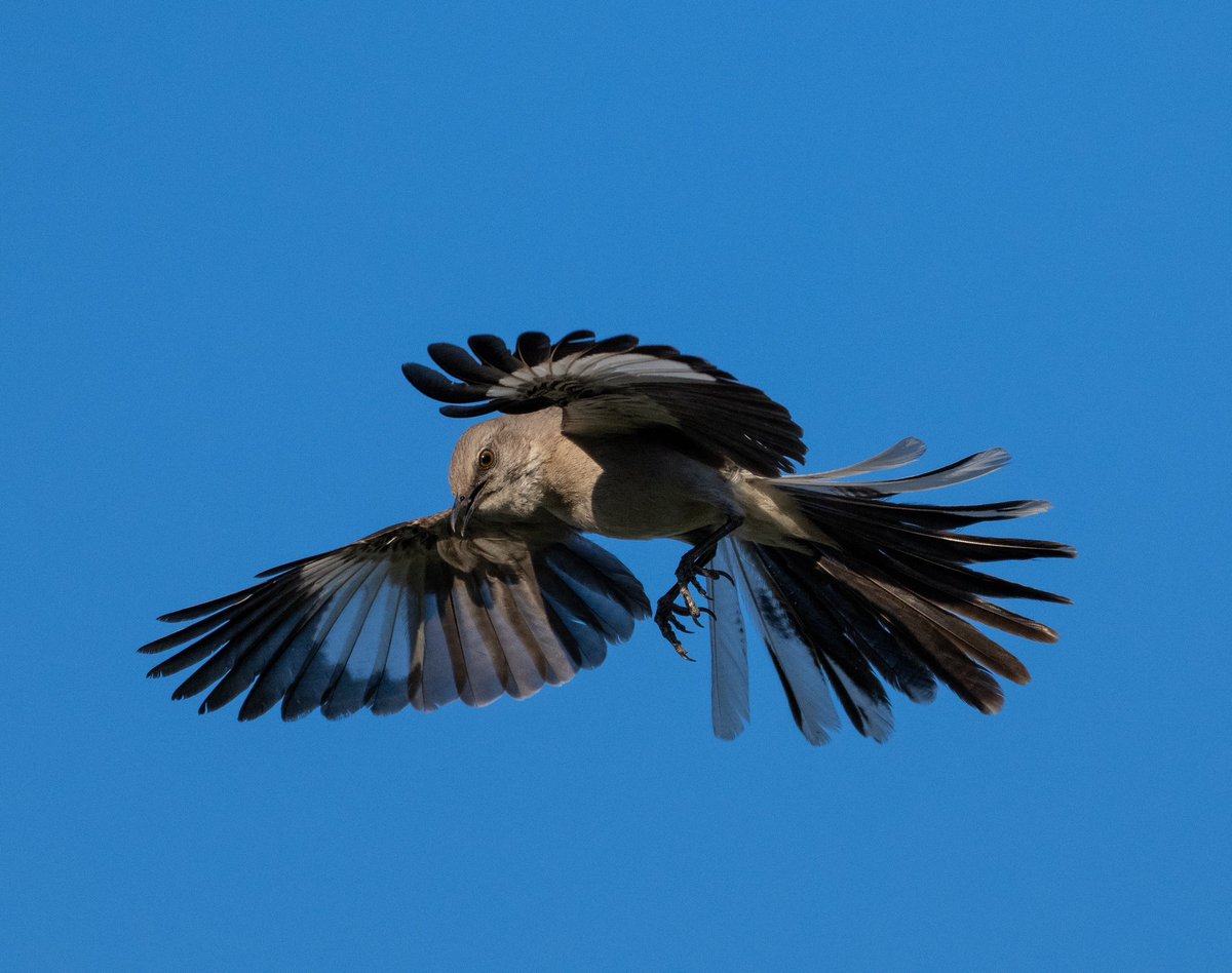 Yardbird number 2 from this morning… Northern Mockingbird