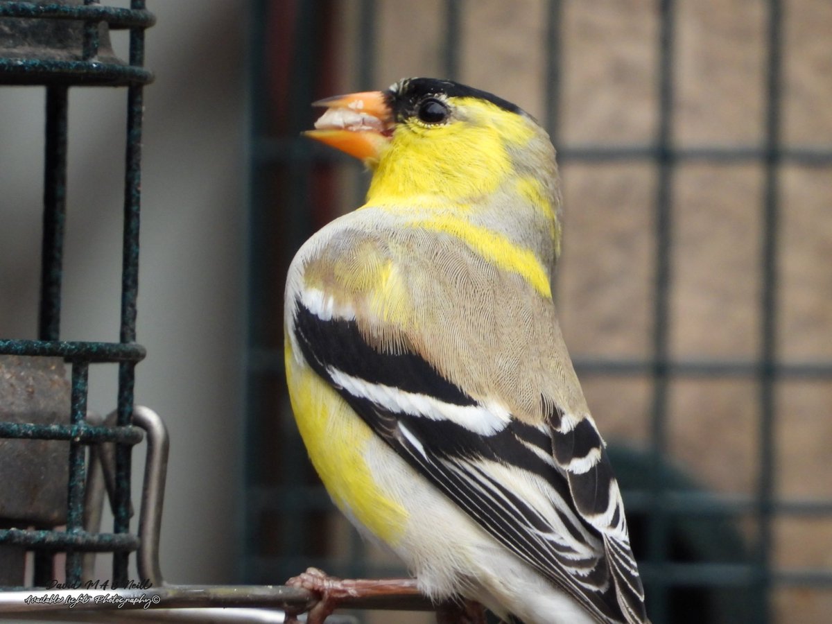 Male American goldfinches